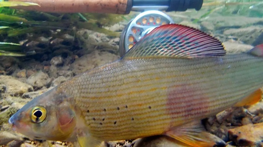 HEDONISM ON THE LINE: FLY FISHING AS A WAY OF LIFE